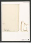 Diatomeae indet. Zeichnungen Sammlung Grunow (NHMW-BOT-W0379715)